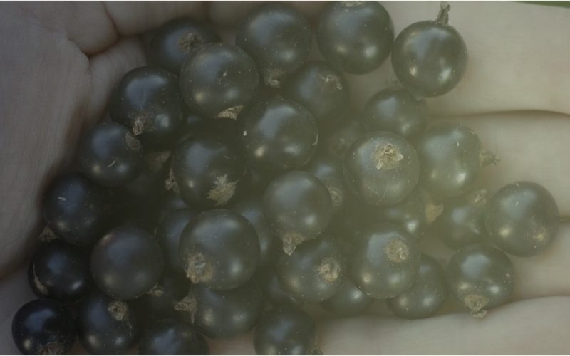 Tylko świeże porzeczki z naszego gospodarstwa